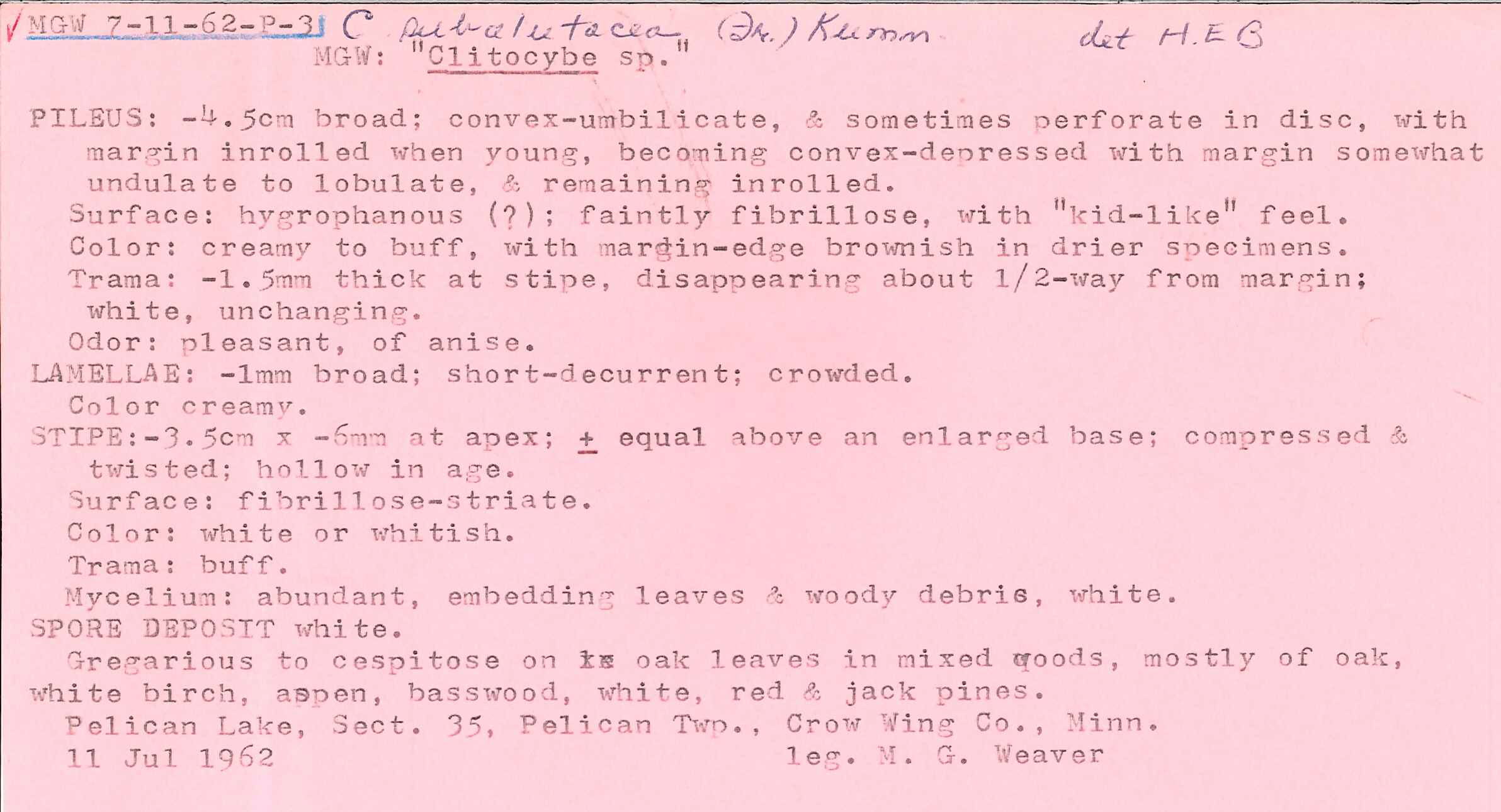 Clitocybe subalutacea image