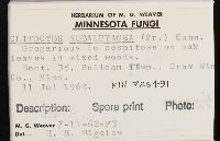 Clitocybe subalutacea image