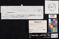 Clitocybe subalutacea image