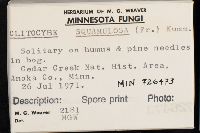 Clitocybe squamulosa image