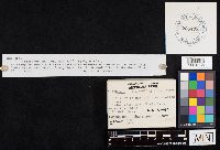 Clitocybe squamulosa image