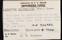 Clitocybe squamulosa image