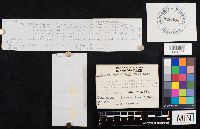 Clitocybe squamulosa image