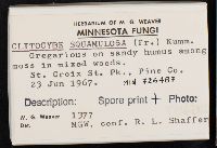 Clitocybe squamulosa image