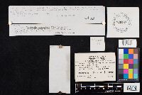 Clitocybe squamulosa image