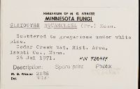 Clitocybe squamulosa image