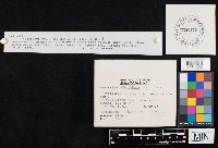 Clitocybe squamulosa image