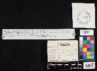 Clitopilus prunulus image