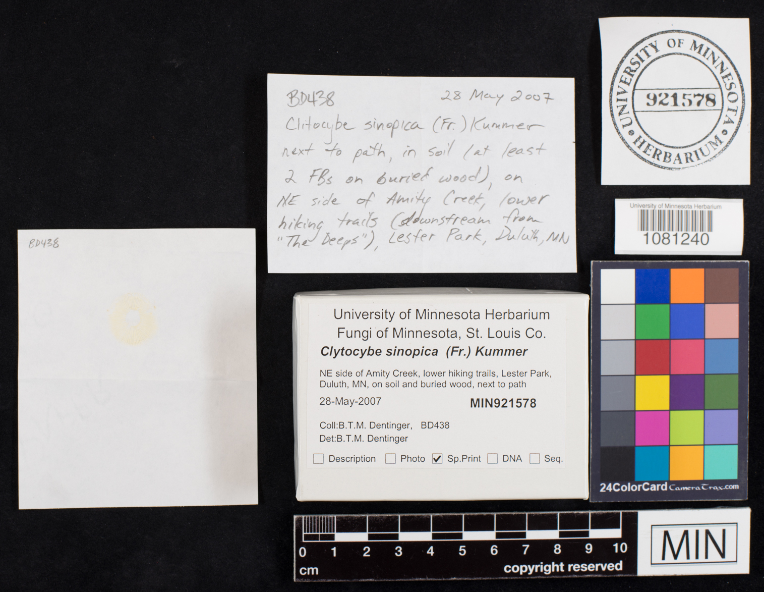 Clitocybe sinopica image