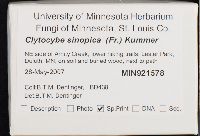 Clitocybe sinopica image