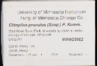 Clitopilus prunulus image