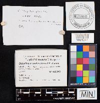 Clitopilus prunulus image