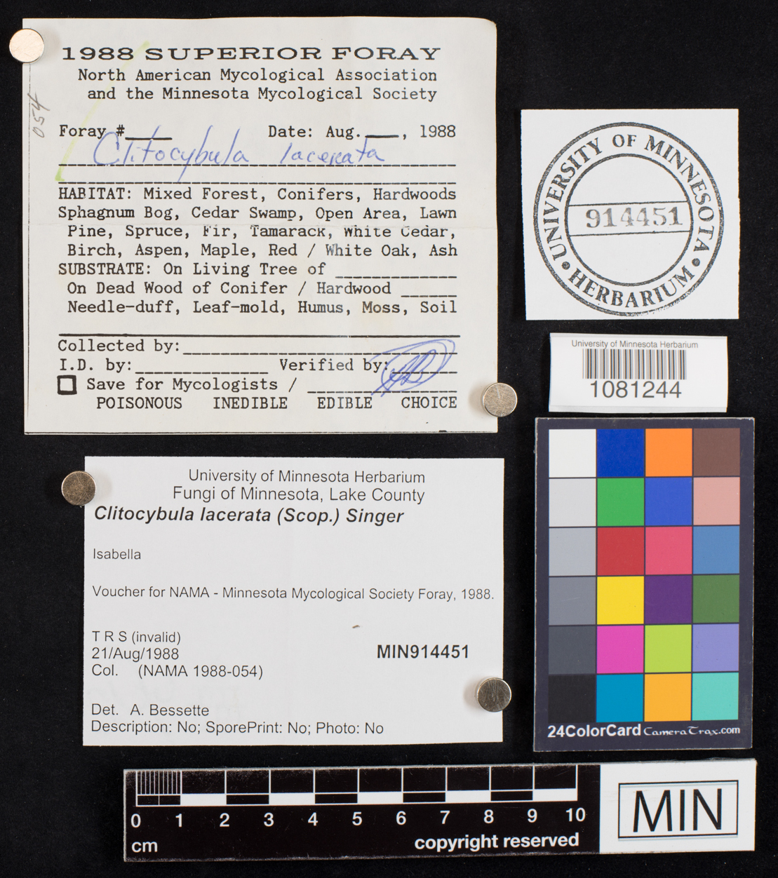 Clitocybula lacerata image