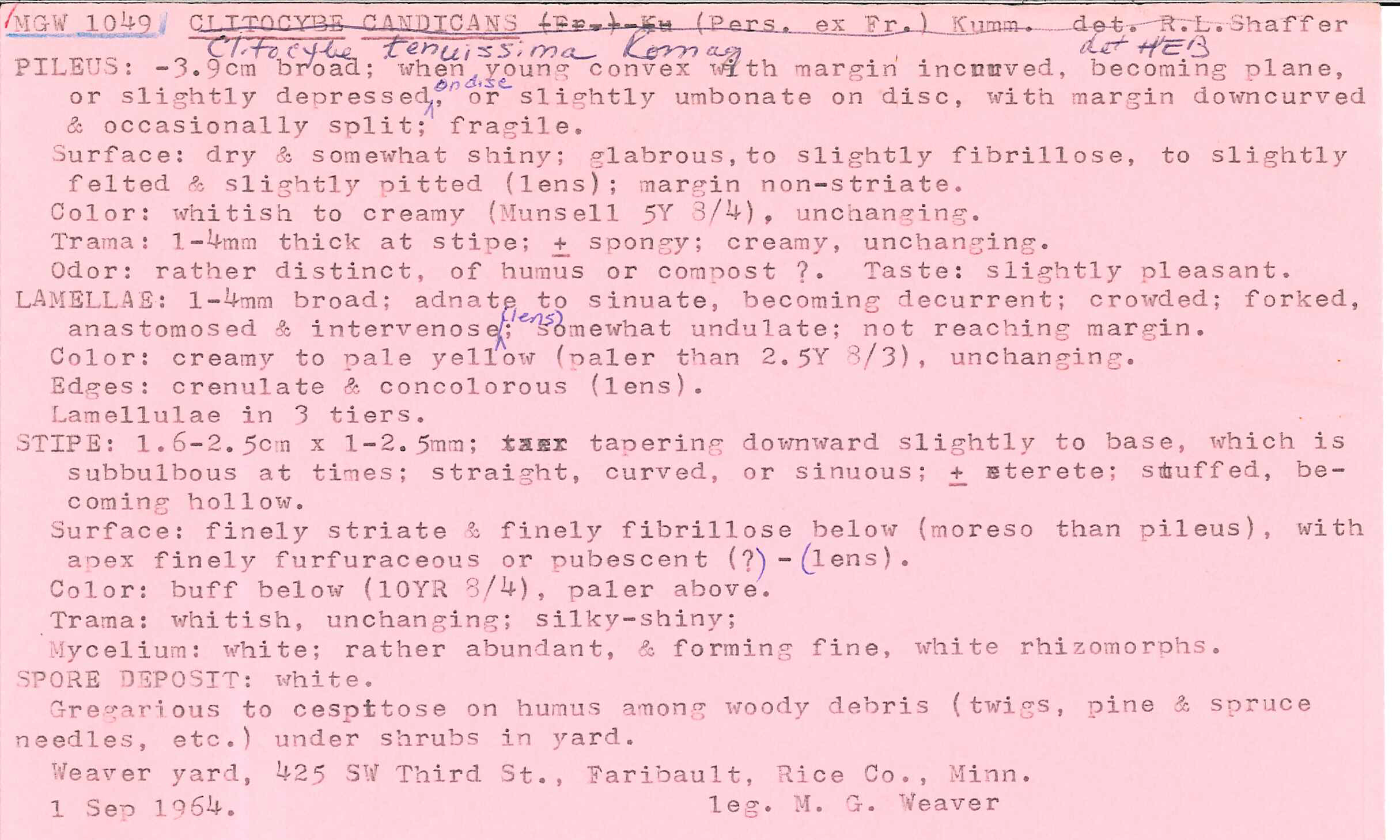 Clitocybe tenuissima image