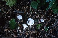 Clitocybe tenuissima image