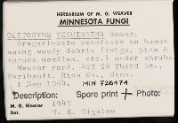 Clitocybe tenuissima image