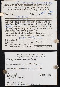 Clitocybe subconnexa image