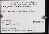 Clitocybe subconnexa image