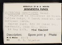 Clitocybe tenuissima image