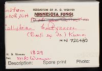 Rhodocollybia butyracea image