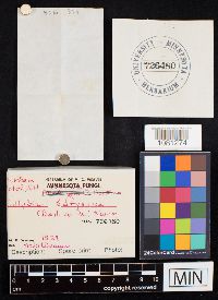 Rhodocollybia butyracea image