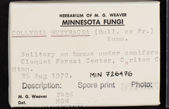 Rhodocollybia butyracea image