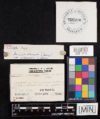 Rhodocollybia butyracea image