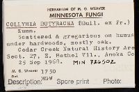 Rhodocollybia butyracea image