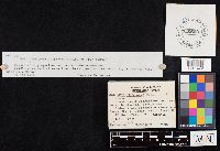 Rhodocollybia butyracea image