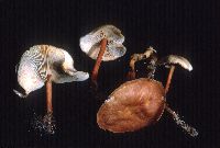 Gymnopus dryophilus image