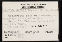 Collybia cookei image