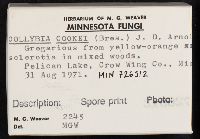 Collybia cookei image