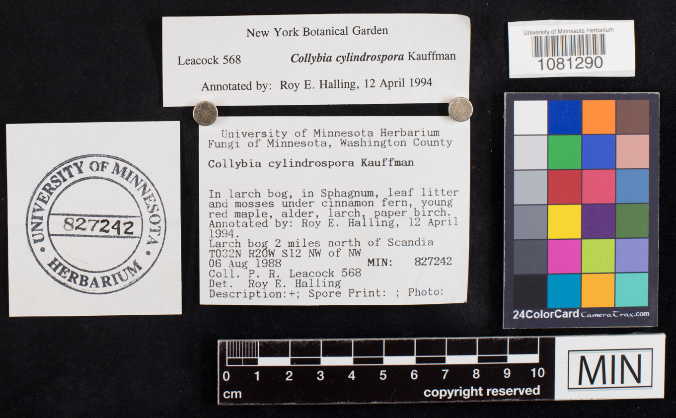 Collybia cylindrospora image