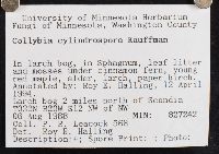 Collybia cylindrospora image