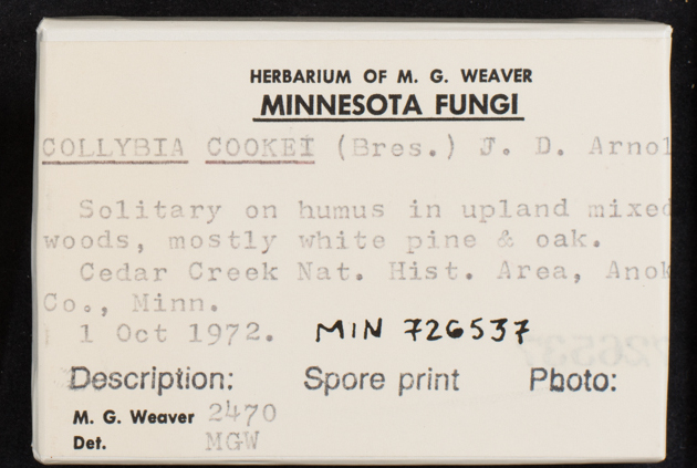 Collybia cookei image