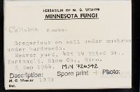 Collybia cookei image