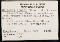 Collybia cookei image