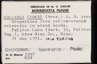 Collybia cookei image