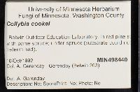 Collybia cookei image