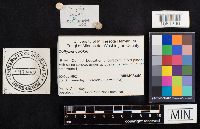 Collybia cookei image