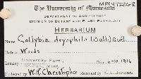 Gymnopus dryophilus image