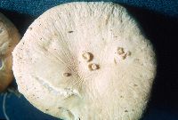 Gymnopus dryophilus image