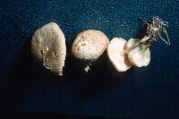 Gymnopus dryophilus image