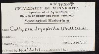 Gymnopus dryophilus image