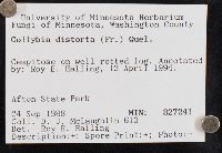 Collybia distorta image