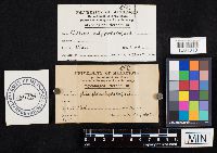 Megacollybia platyphylla image