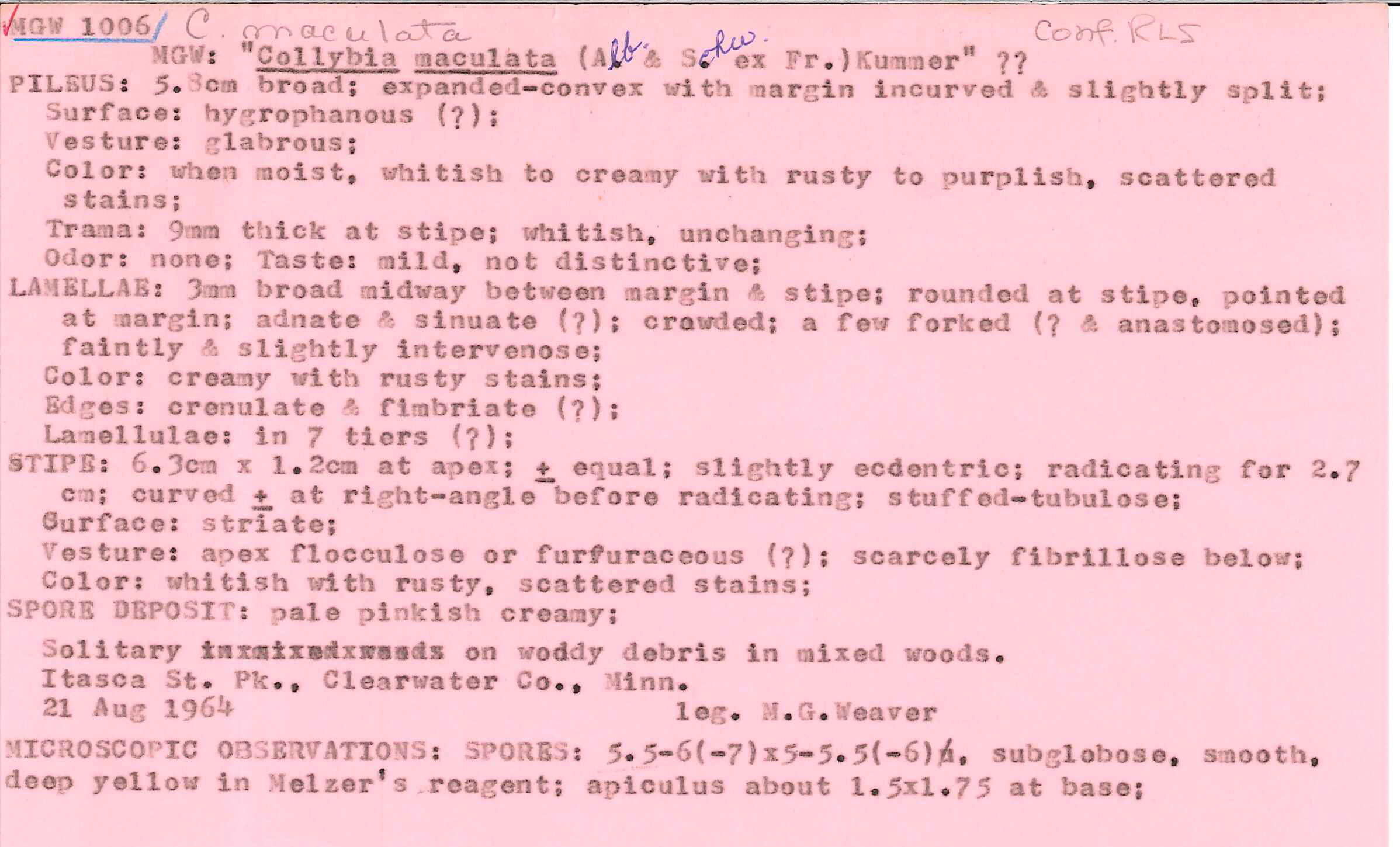 Rhodocollybia maculata image