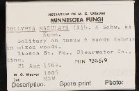 Rhodocollybia maculata image