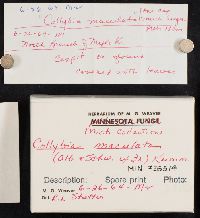 Rhodocollybia maculata image