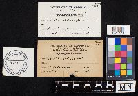 Megacollybia platyphylla image